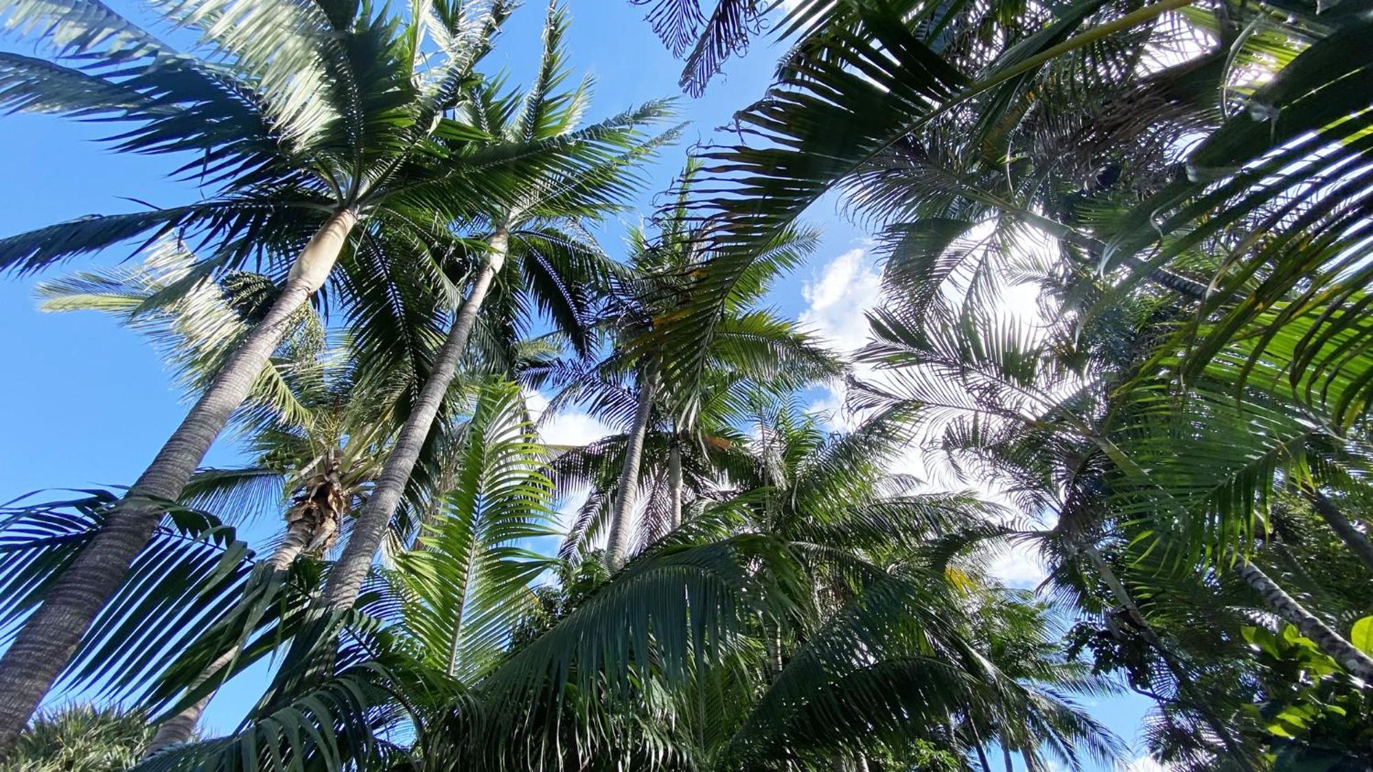 Coliver - Coliving A La Reunion Saint Pierre Luaran gambar