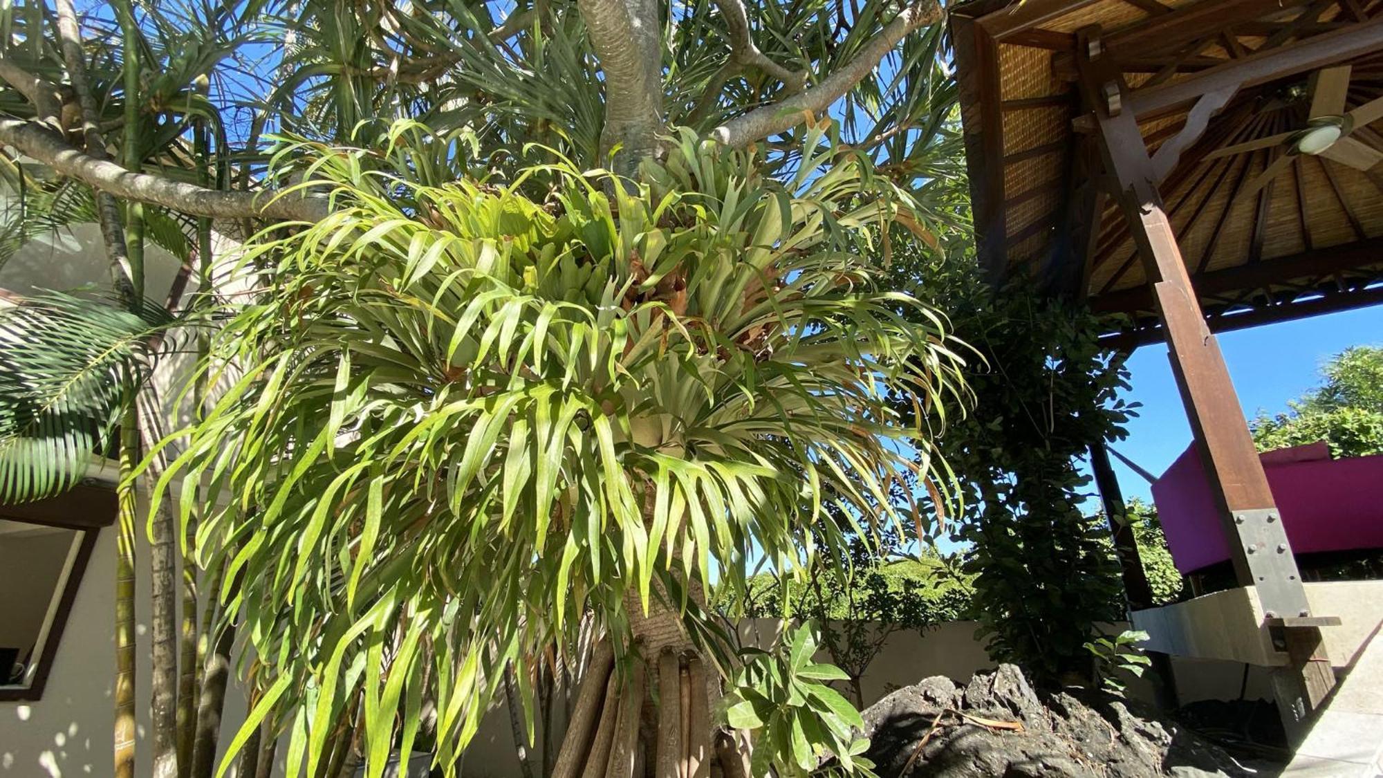 Coliver - Coliving A La Reunion Saint Pierre Luaran gambar