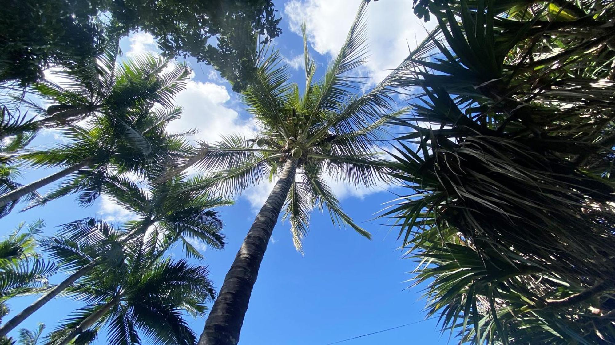 Coliver - Coliving A La Reunion Saint Pierre Luaran gambar